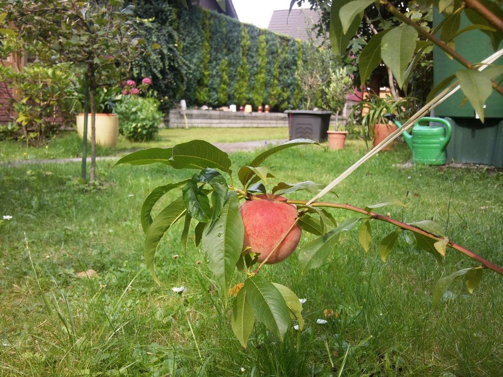 Pension Buchfink Ückeritz Exterior foto